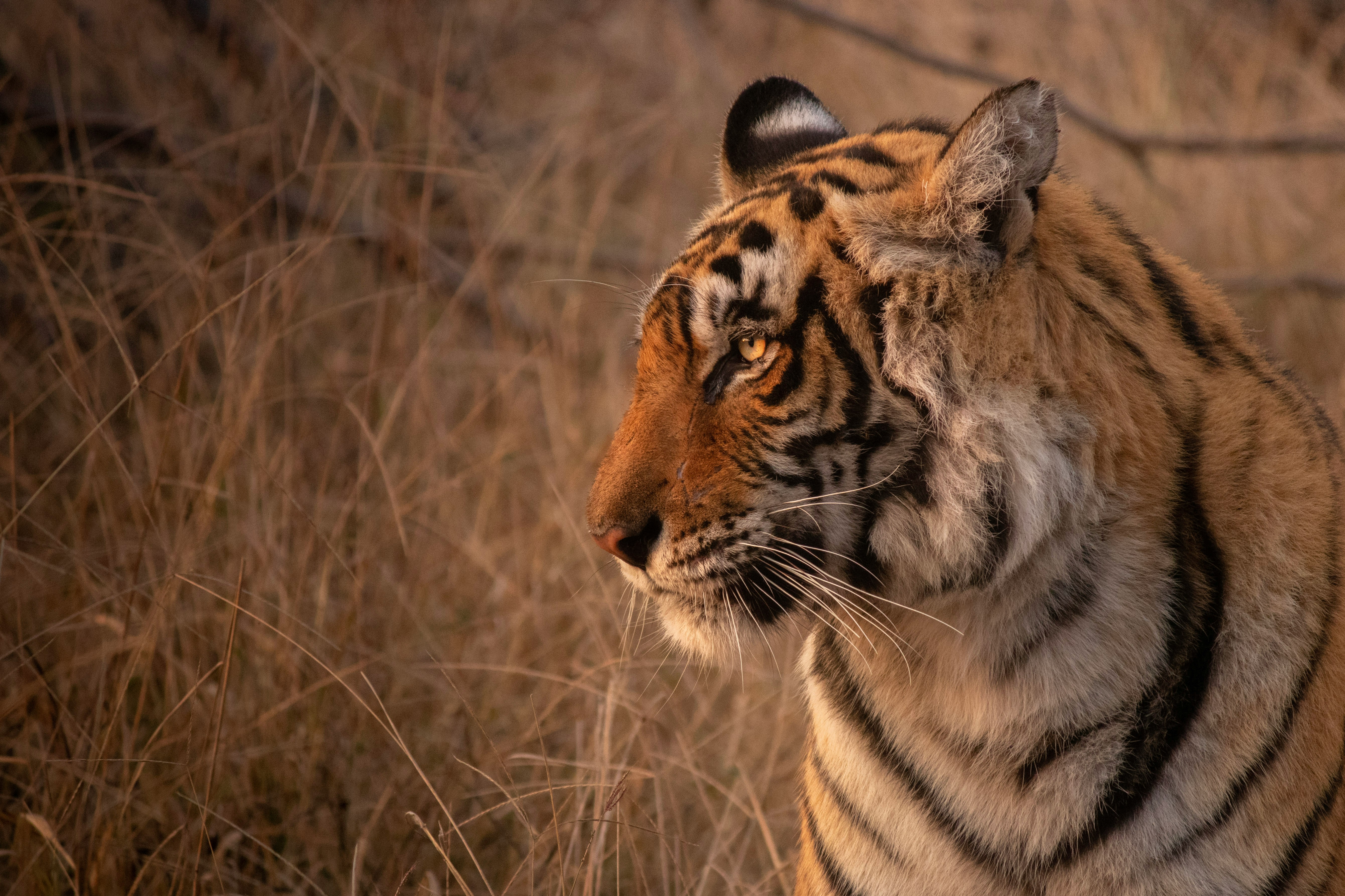 Wildlife Safaris