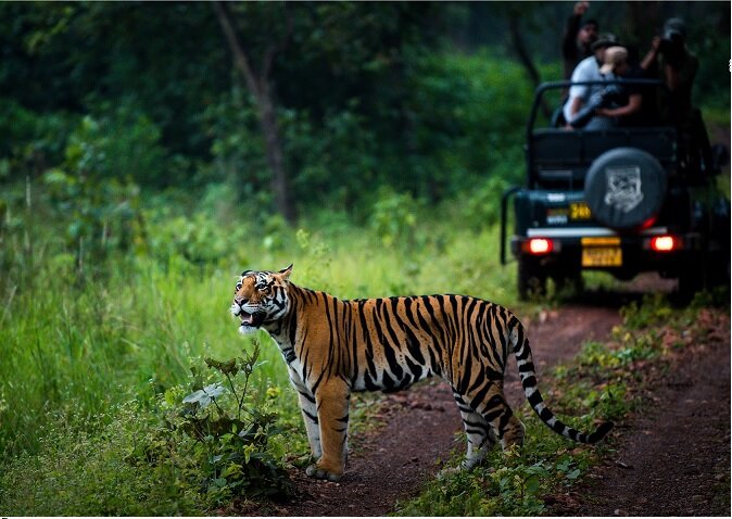 MUMBAI TOUR WITH JUNGLE